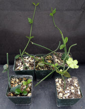 Load image into Gallery viewer, Ceropegia sandersonii Parachute Flower