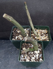 Load image into Gallery viewer, Ceropegia stapeliiformis
