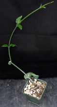 Load image into Gallery viewer, Ceropegia sandersonii Parachute Flower