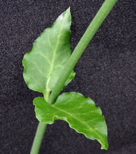 Load image into Gallery viewer, Ceropegia sandersonii Parachute Flower