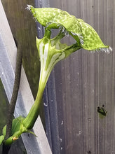 Load image into Gallery viewer, Ceropegia sandersonii Parachute Flower