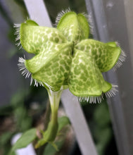 Load image into Gallery viewer, Ceropegia sandersonii Parachute Flower