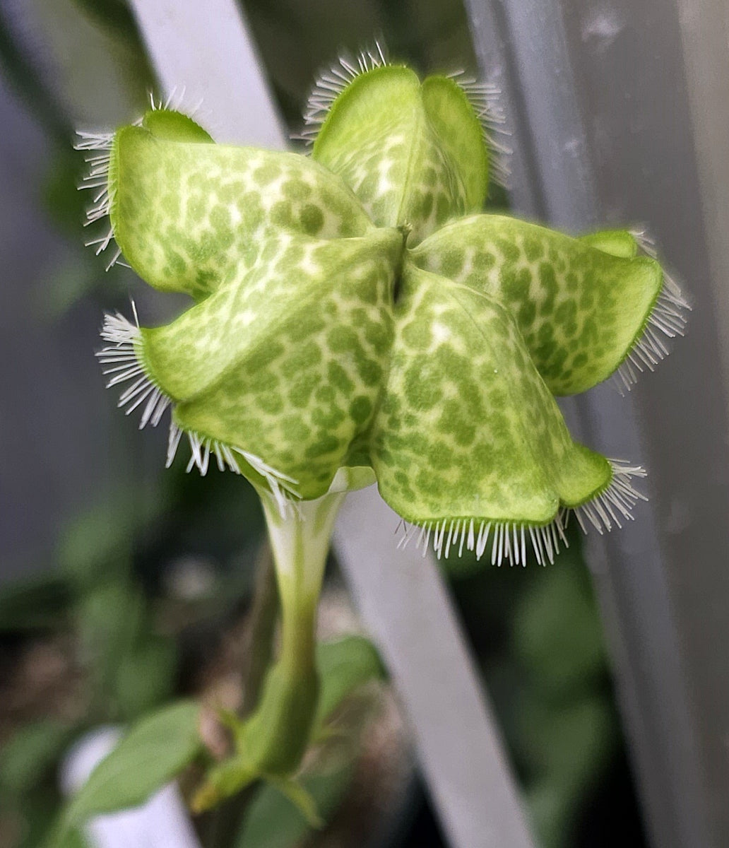 Ceropegia sandersonii Parachute Flower – Kyle's Plants