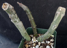 Load image into Gallery viewer, Ceropegia stapeliiformis
