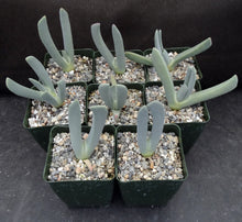 Load image into Gallery viewer, Cheiridopsis denticulata