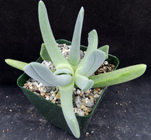 Load image into Gallery viewer, Cheiridopsis denticulata