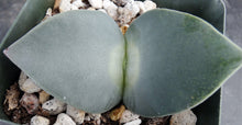 Load image into Gallery viewer, Cheiridopsis peculiaris *Blue Winter Growing Mesemb*