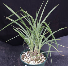 Load image into Gallery viewer, Chlorophytum suffructosum