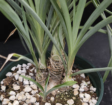 Load image into Gallery viewer, Chlorophytum suffructosum