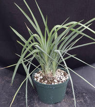 Load image into Gallery viewer, Chlorophytum suffructosum