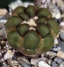 Load image into Gallery viewer, Cintia knizei (Rebutia cintia)