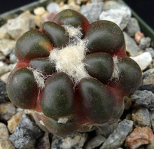 Load image into Gallery viewer, Cintia knizei (Rebutia cintia)