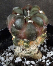 Load image into Gallery viewer, Cintia knizei (Rebutia cintia)