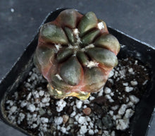 Load image into Gallery viewer, Cintia knizei (Rebutia cintia)