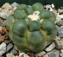 Load image into Gallery viewer, Cintia knizei (Rebutia cintia)