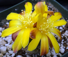 Load image into Gallery viewer, Cintia knizei (Rebutia cintia)