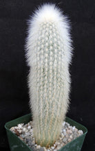 Load image into Gallery viewer, Cleistocactus straussii