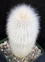 Load image into Gallery viewer, Cleistocactus straussii
