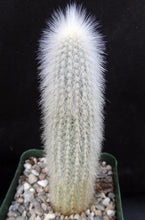 Load image into Gallery viewer, Cleistocactus straussii