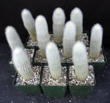 Load image into Gallery viewer, Cleistocactus straussii
