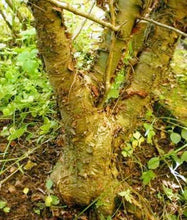 Load image into Gallery viewer, Commiphora wightii Guggul Tree, Indian Myrrh