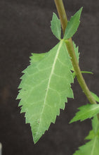 Load image into Gallery viewer, Commiphora wightii Guggul Tree, Indian Myrrh