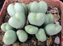 Load image into Gallery viewer, Conophytum meyeri