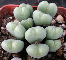 Load image into Gallery viewer, Conophytum meyeri