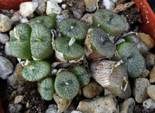 Load image into Gallery viewer, Conophytum ectypum v. brownii *Big Clump*