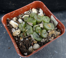 Load image into Gallery viewer, Conophytum ectypum v. brownii *Big Clump*