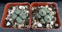 Load image into Gallery viewer, Conophytum obcordellum