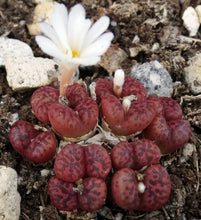 Load image into Gallery viewer, Conophytum pellucidum *Clumping Miniature*
