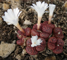 Load image into Gallery viewer, Conophytum pellucidum *Clumping Miniature*