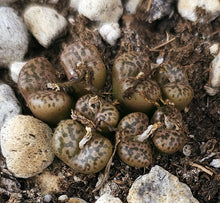 Load image into Gallery viewer, Conophytum pellucidum *Clumping Miniature*
