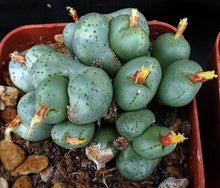 Load image into Gallery viewer, Conophytum uviforme