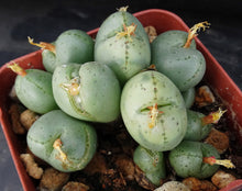 Load image into Gallery viewer, Conophytum uviforme
