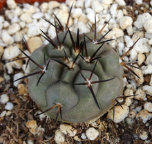 Load image into Gallery viewer, Copiapoa cinerea