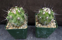 Load image into Gallery viewer, Copiapoa lembckei
