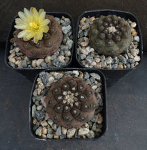 Load image into Gallery viewer, Copiapoa hypogaea