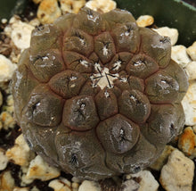 Load image into Gallery viewer, Copiapoa hypogaea