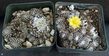 Load image into Gallery viewer, Copiapoa laui Own Roots
