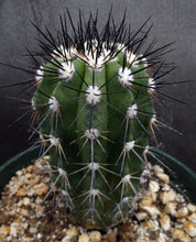 Load image into Gallery viewer, Copiapoa bridgesii *Bigger Plants*