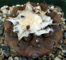 Load image into Gallery viewer, Copiapoa hypogaea Lizard Skin Form