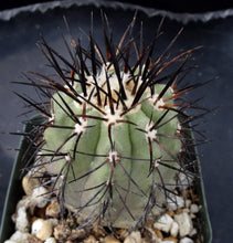 Load image into Gallery viewer, Copiapoa cinerea hybrid