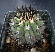 Load image into Gallery viewer, Copiapoa cinerea hybrid