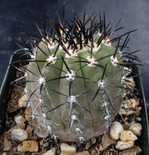 Load image into Gallery viewer, Copiapoa cinerea hybrid