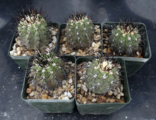 Load image into Gallery viewer, Copiapoa cinerea hybrid