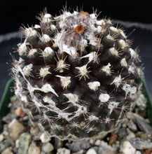 Load image into Gallery viewer, Copiapoa tenuissima *Black Cactus*