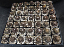 Load image into Gallery viewer, Copiapoa tenuissima *Black Cactus*