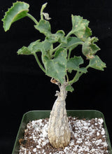 Load image into Gallery viewer, Corallocarpus bainesii